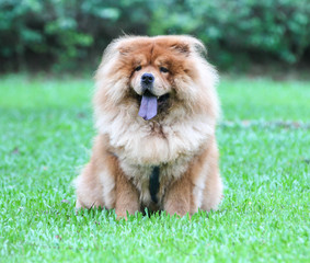 Chow Chow dog