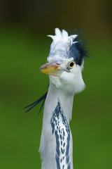Grey Heron, Ardea cinerea