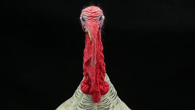portrait of a turkey-cock on the black screen