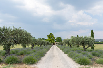 Fototapeta premium Farm in Provence