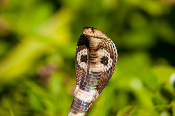 Obraz premium Cobra snake close-up in natural habitats