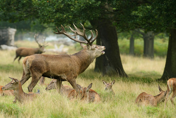 Red Deer - Rut Time.