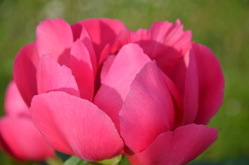 Pink peony bud 