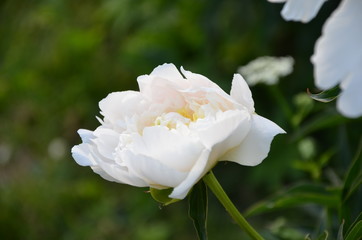 Blooming white peony in the garden 