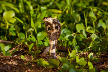Cobra snake in natural habitats