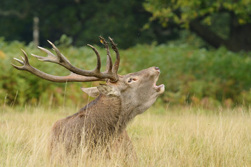 Red Deer - Rut Time.