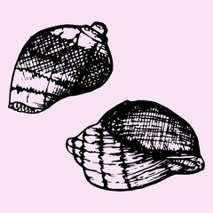 set of sea shell, doodle style, sketch illustration