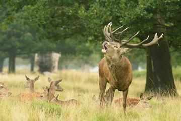 Red Deer - Rut Time.