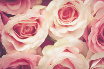 Obraz na płótnie Canvas close up of rose , shallow dept of field , soft focus