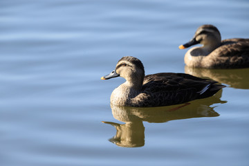 池を泳ぐカルガモ夫婦