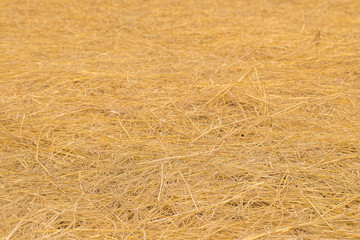 yellow golden straw bale showing texture and looses straws