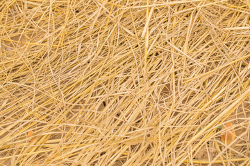 yellow golden straw bale showing texture and looses straws