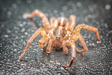 Spinne