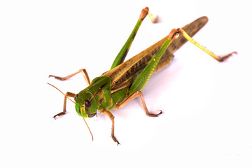 the grasshopper on paper background