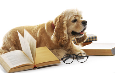 Dog and books isolated on white