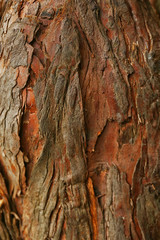 Close up view on natural wooden background