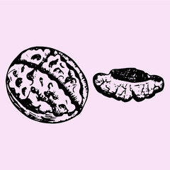 cracked walnut, half walnut, doodle style, sketch illustration, hand drawn, vector