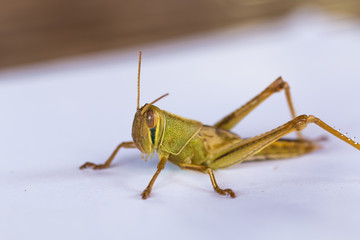the grasshopper on paper background