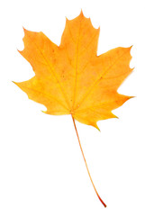 Autumn maple leaf isolated on white background