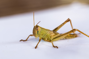 the grasshopper on paper background