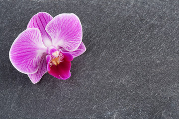 close up of pink orchid on grey slate