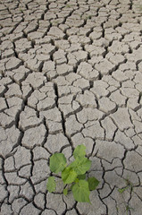 Terra secca, siccità