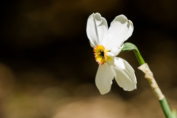 White Flower