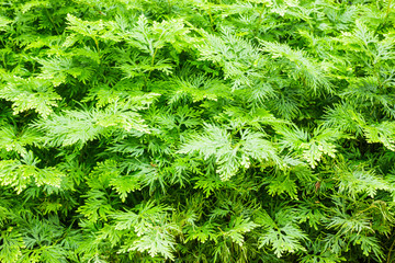 Green tropical plant in the garden