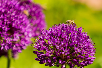Obraz premium Bee on flower