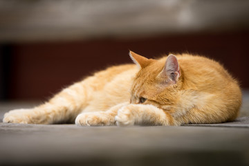 Resting Cat