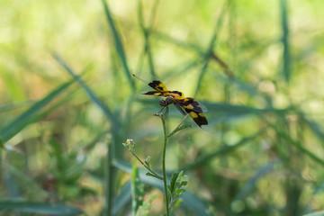 lovely dragonfly