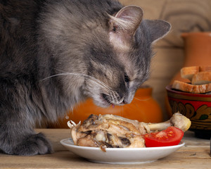 Кот смотрит на курицу. Блюдо с курицей и нарезанными помидорами. Морда кота крупно. Кот серый, большой. Виден язык. Кот улыбается 