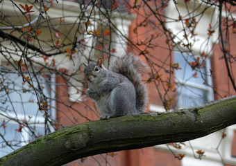 Squirrel 