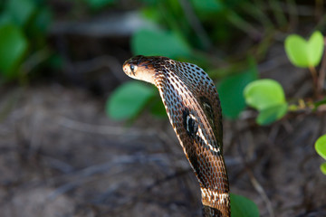 Cobra snake close-up in natural habitats