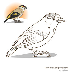 Red browed pardalote bird coloring book vector