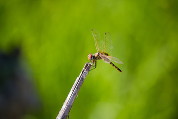 lovely dragonfly