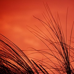 Dune grass