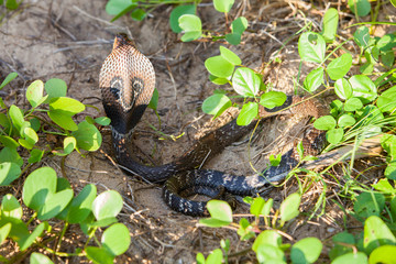 Cobra snake in natural habitats
