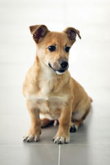 Obraz premium Small cute funny dog sitting on floor at studio or home