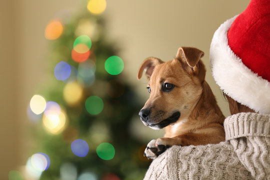Woman in Santa hat holding at shoulder small funny cute dog on Christmas background