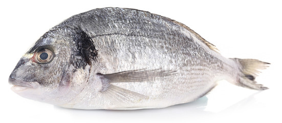 Fresh fish isolated on white background