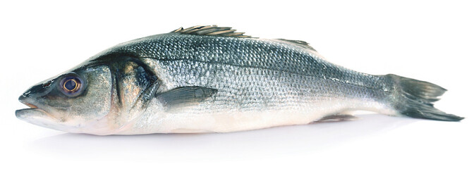 Fresh sea bass fish isolated on white background