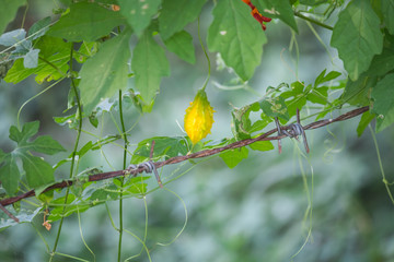 bitter gourd