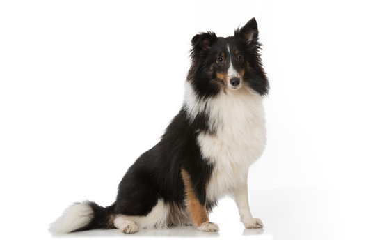 Shetland Sheepdog