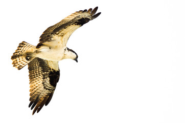 Lone Osprey Hunting on the Wing on a White Background