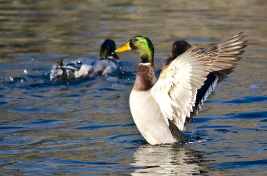 Mallard Duck Stretching Its Wings on the Water