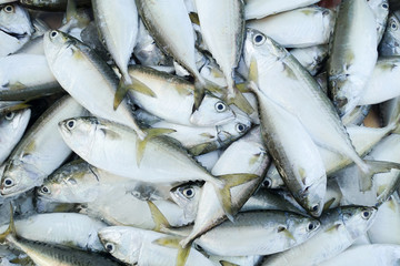 Fresh fish at the seafood market for sell