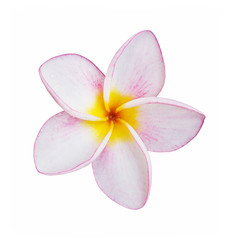 frangipani flower isolated on white with clipping path