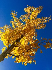 Yellow leaves