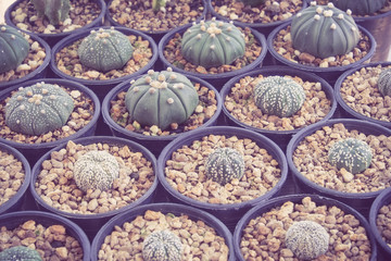 cactus with filter effect retro vintage style